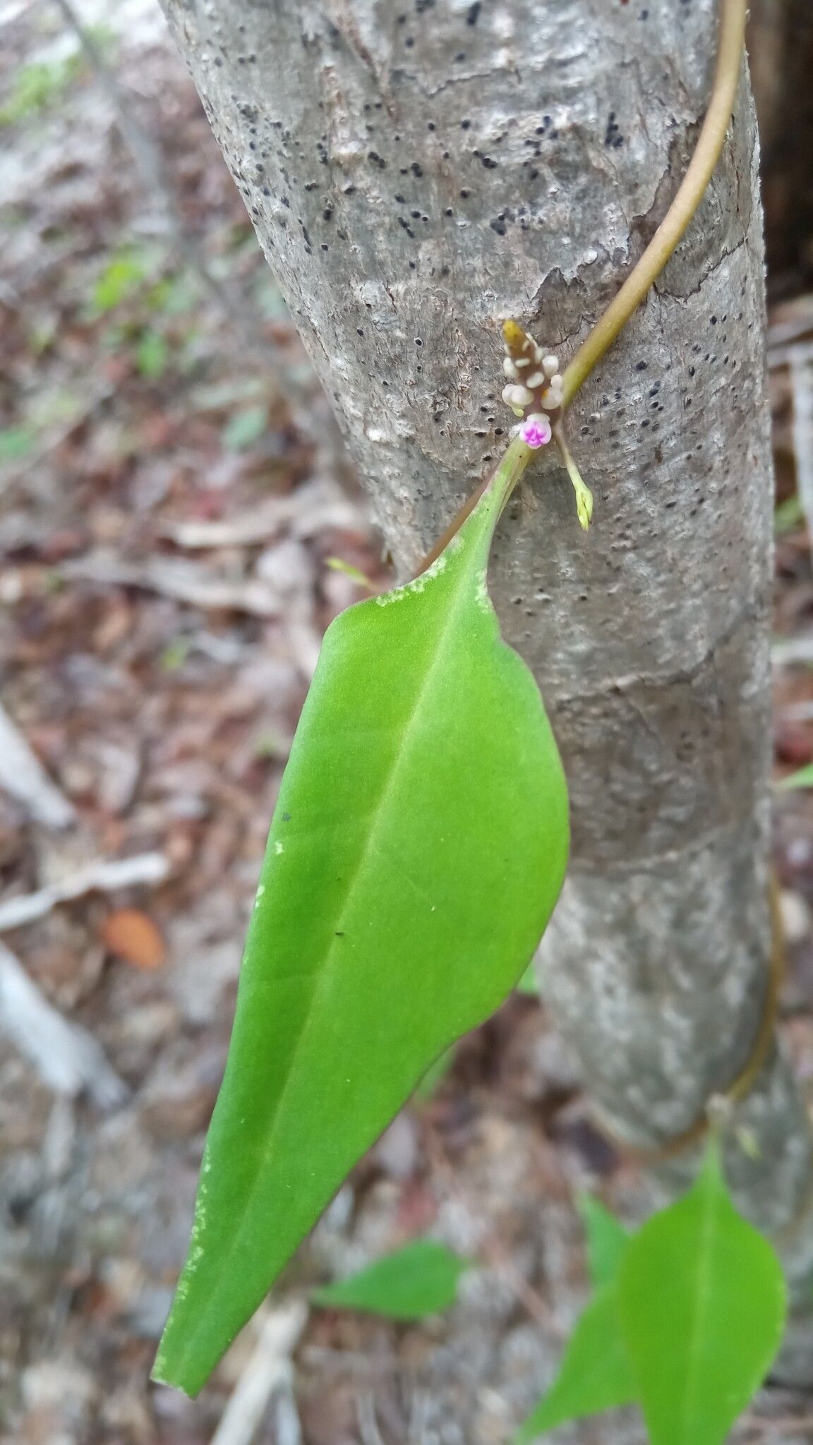 Basella madagascariensis flower