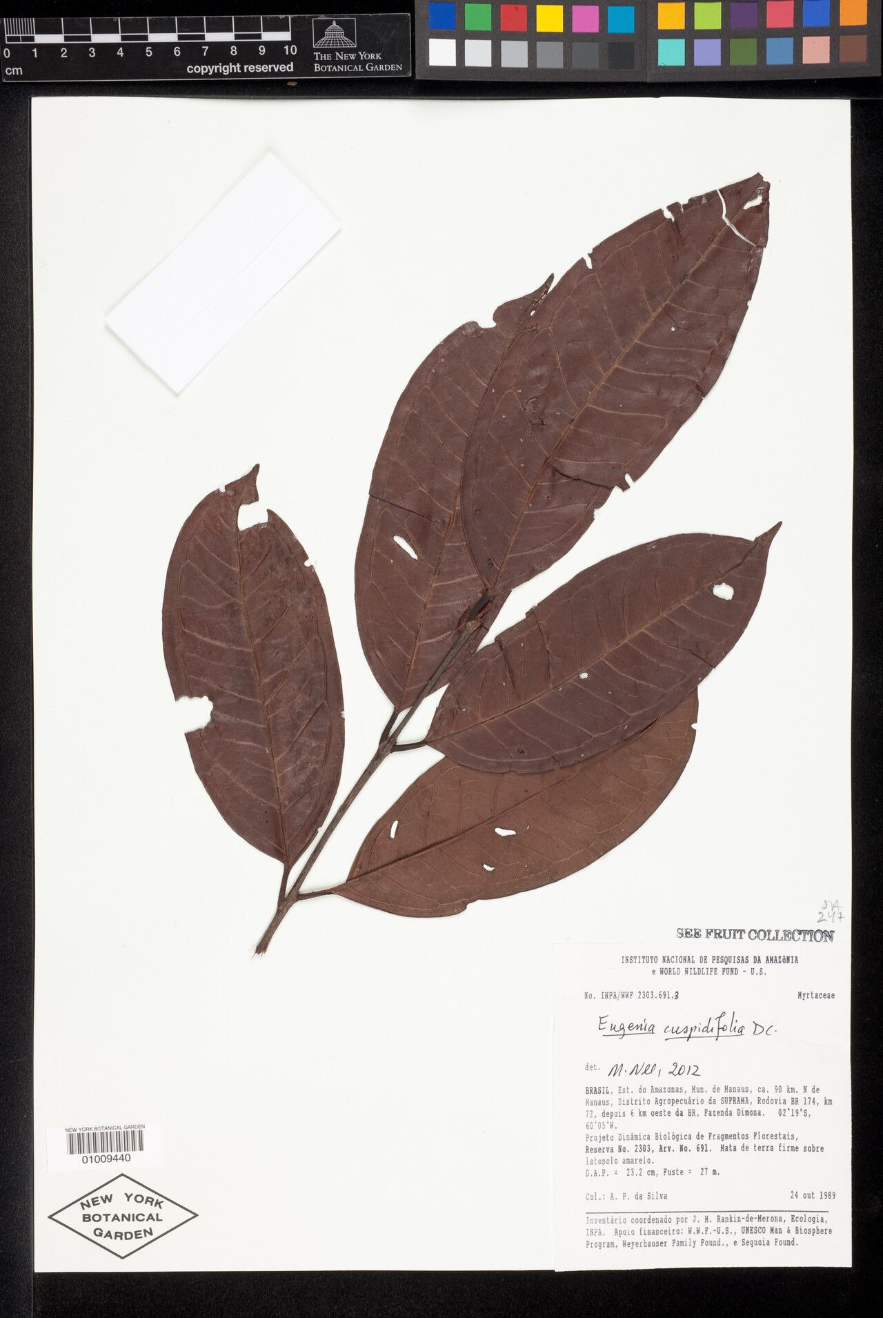 Eugenia cuspidifolia — houseplant care guide