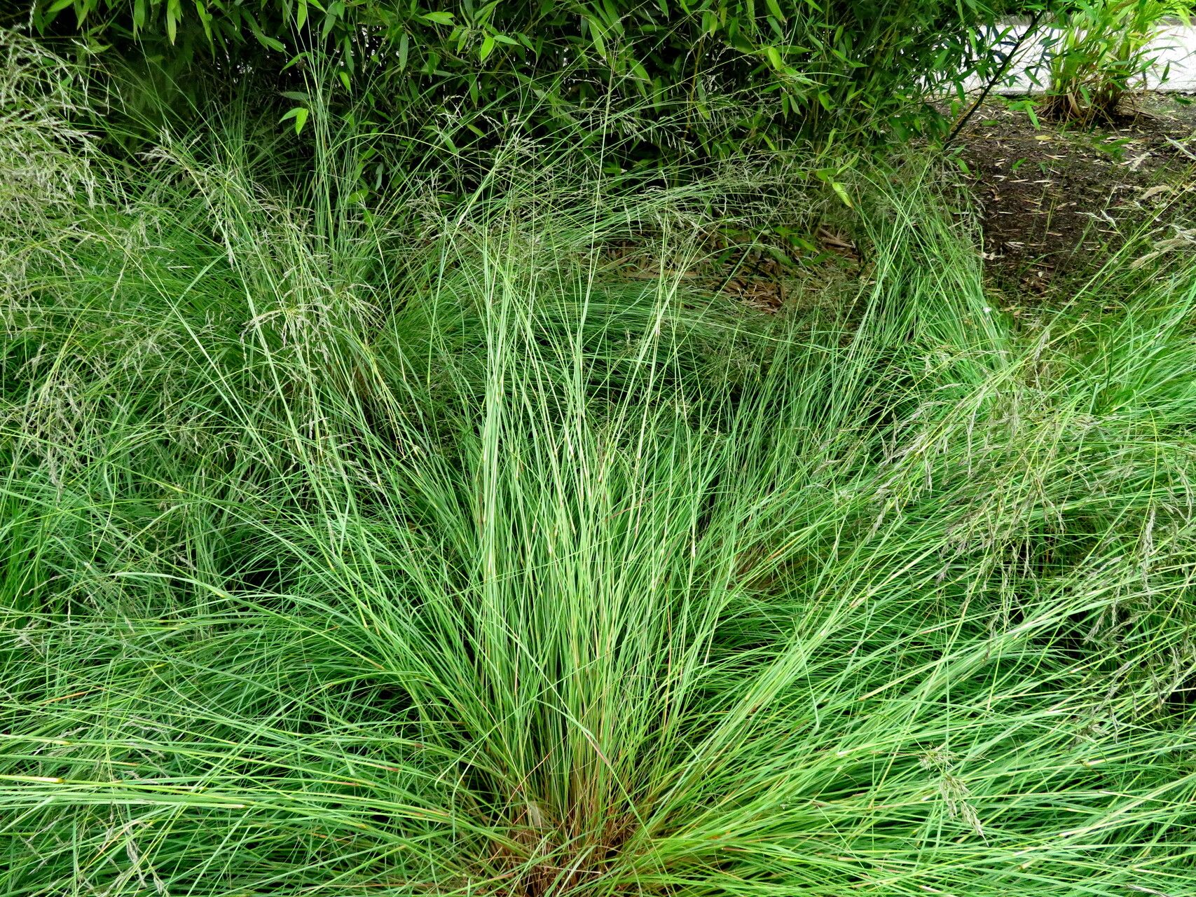 Melica penicillaris habit