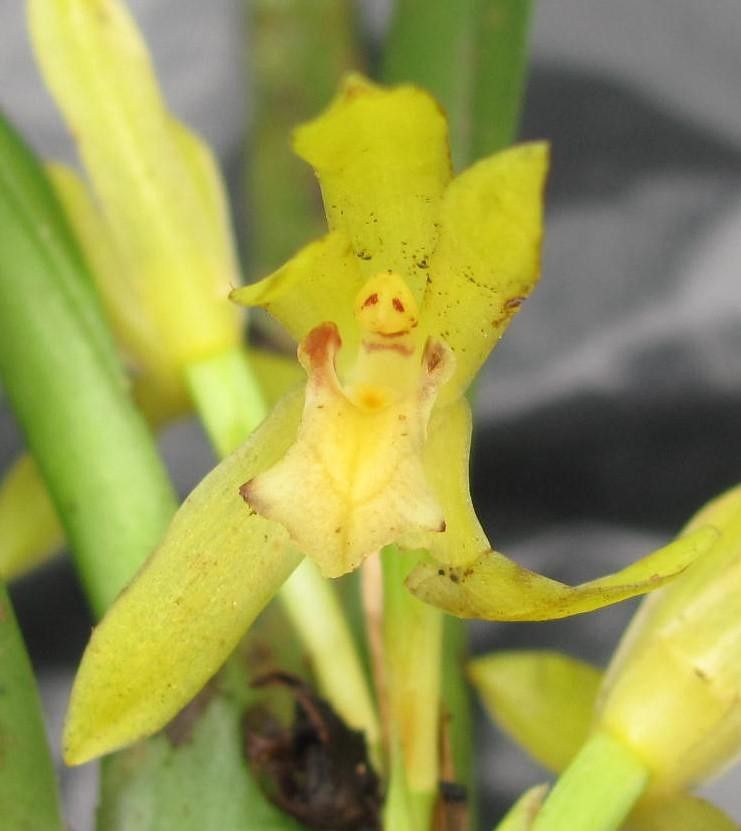 Camaridium gomezianum bark