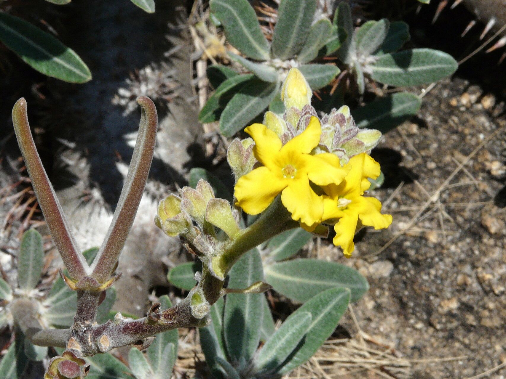 Pachypodium densiflorum flower