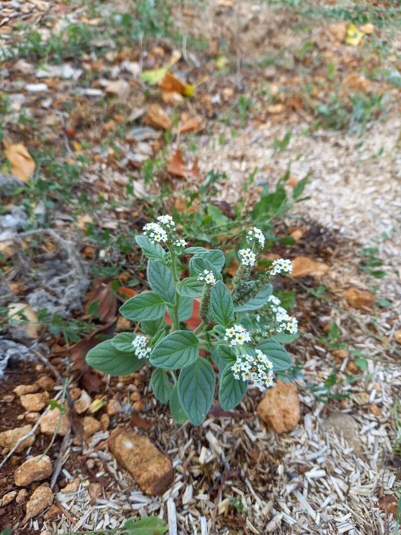 Heliotropium dolosum flower