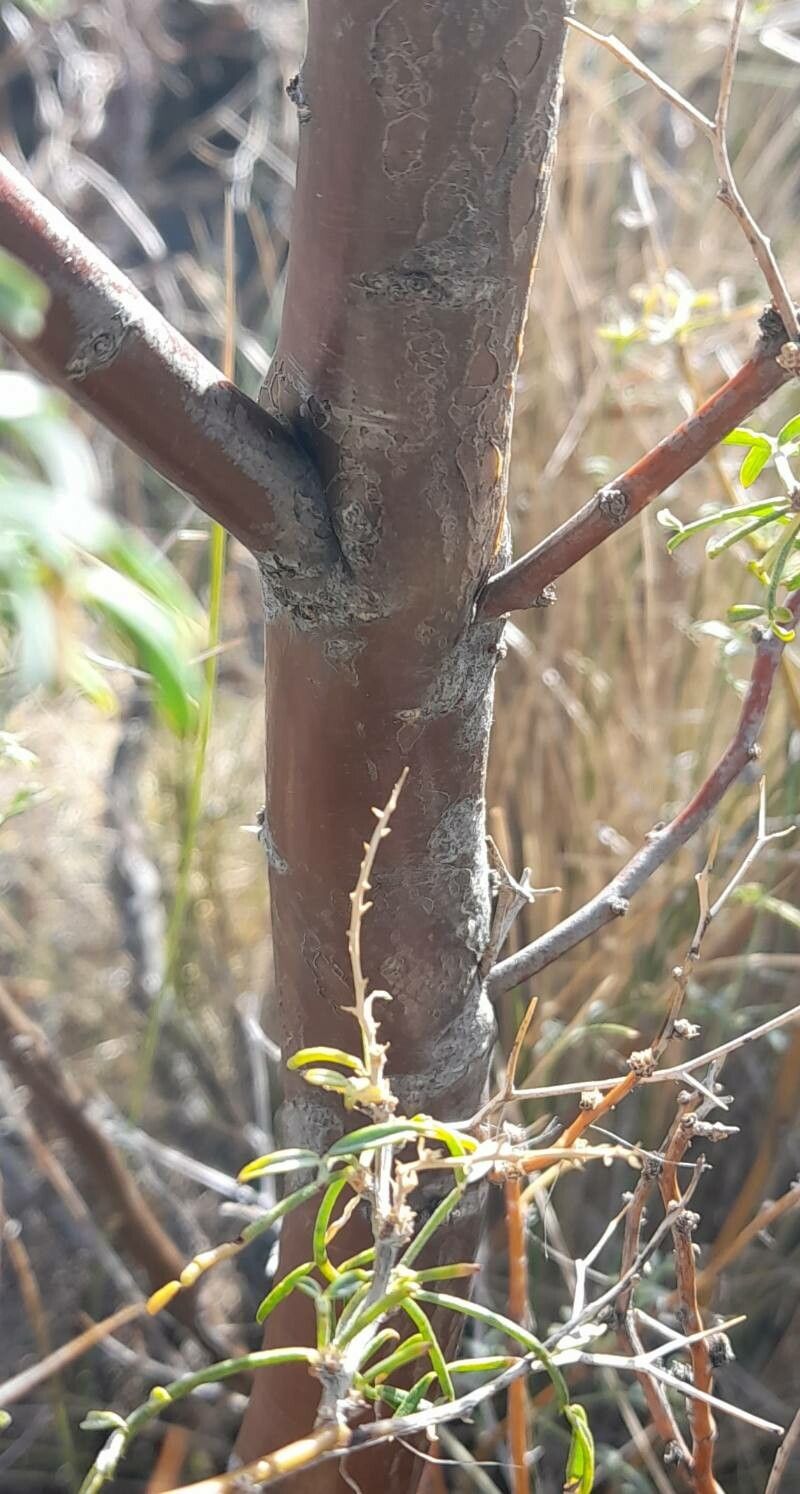 Adesmia obovata bark