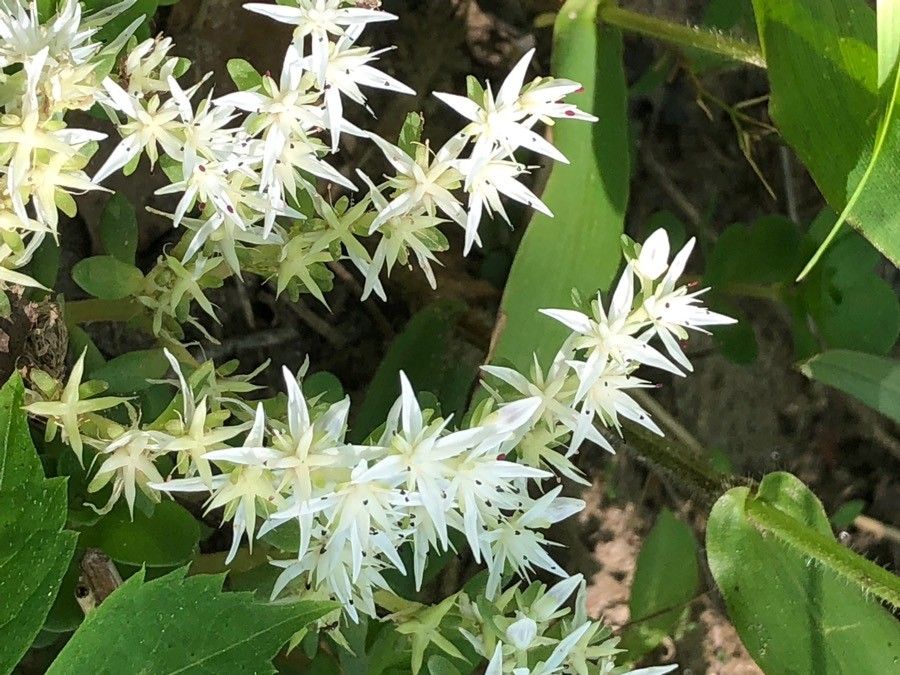 Sedum glaucophyllum flower
