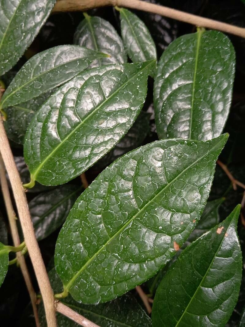 Camellia nitidissima leaf