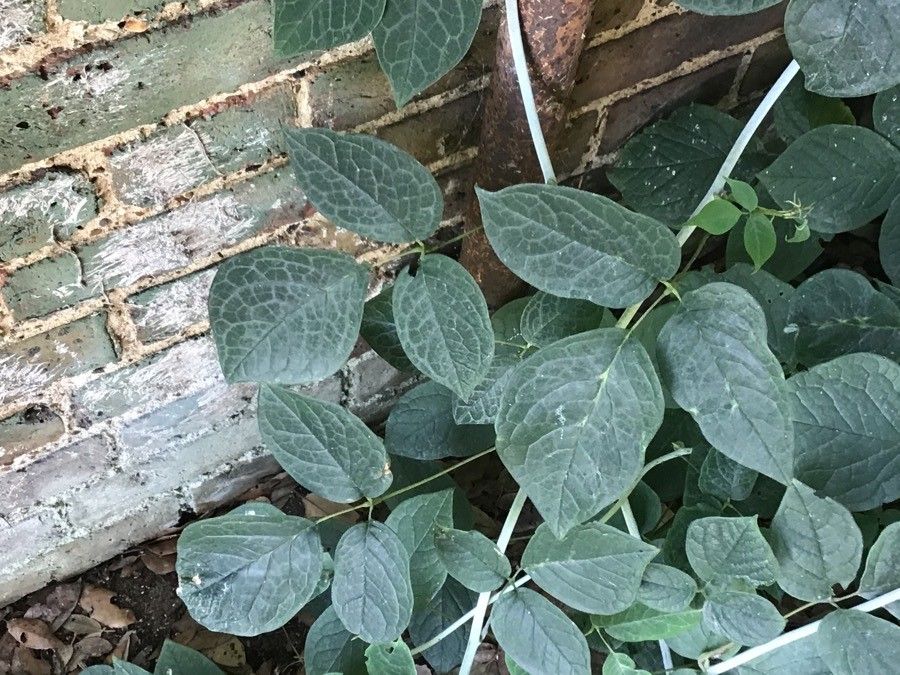 Sinofranchetia chinensis leaf