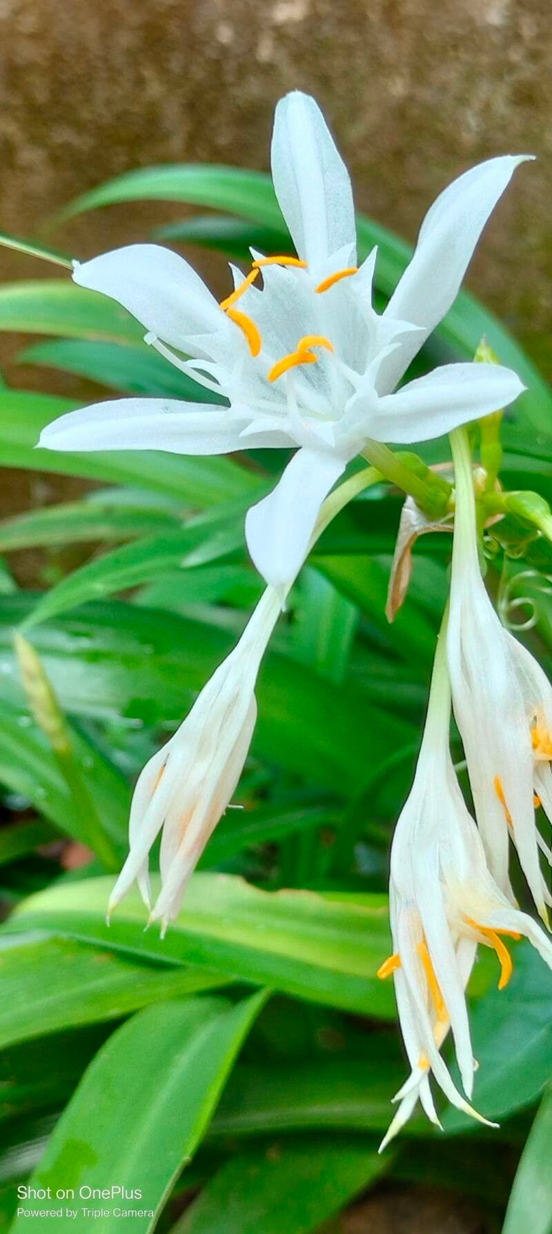 Pancratium triflorum flower