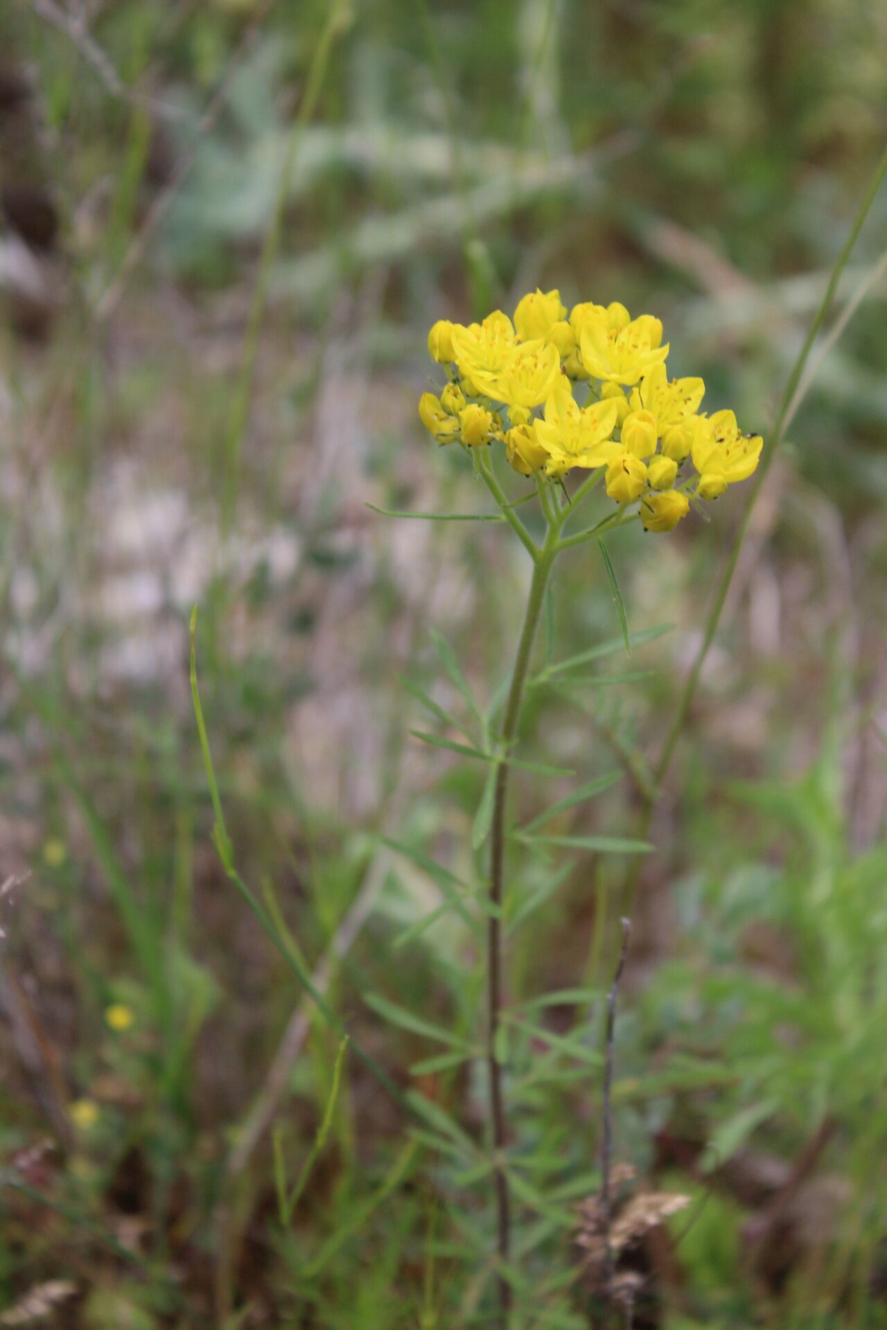 Haplophyllum balcanicum habit