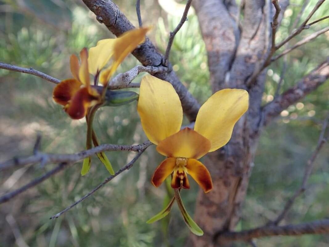 Diuris carinata — related species from the same genus