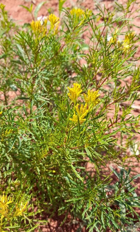 Tagetes riojana habit