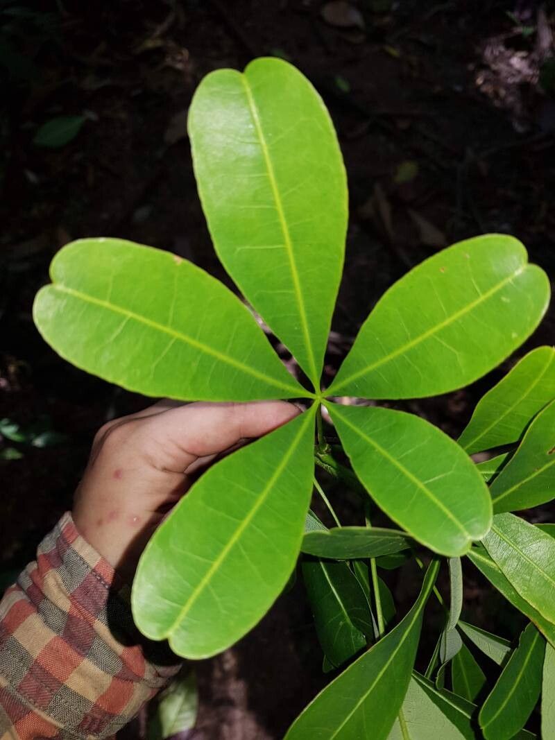 Pachira sessilis leaf
