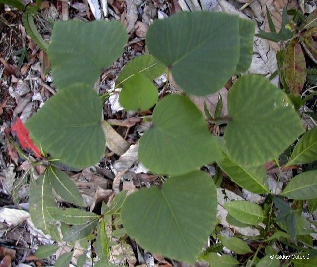 Homalanthus schlechteri habit