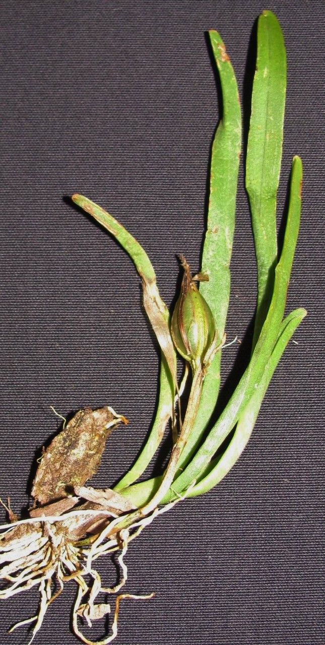 Cryptocentrum latifolium other