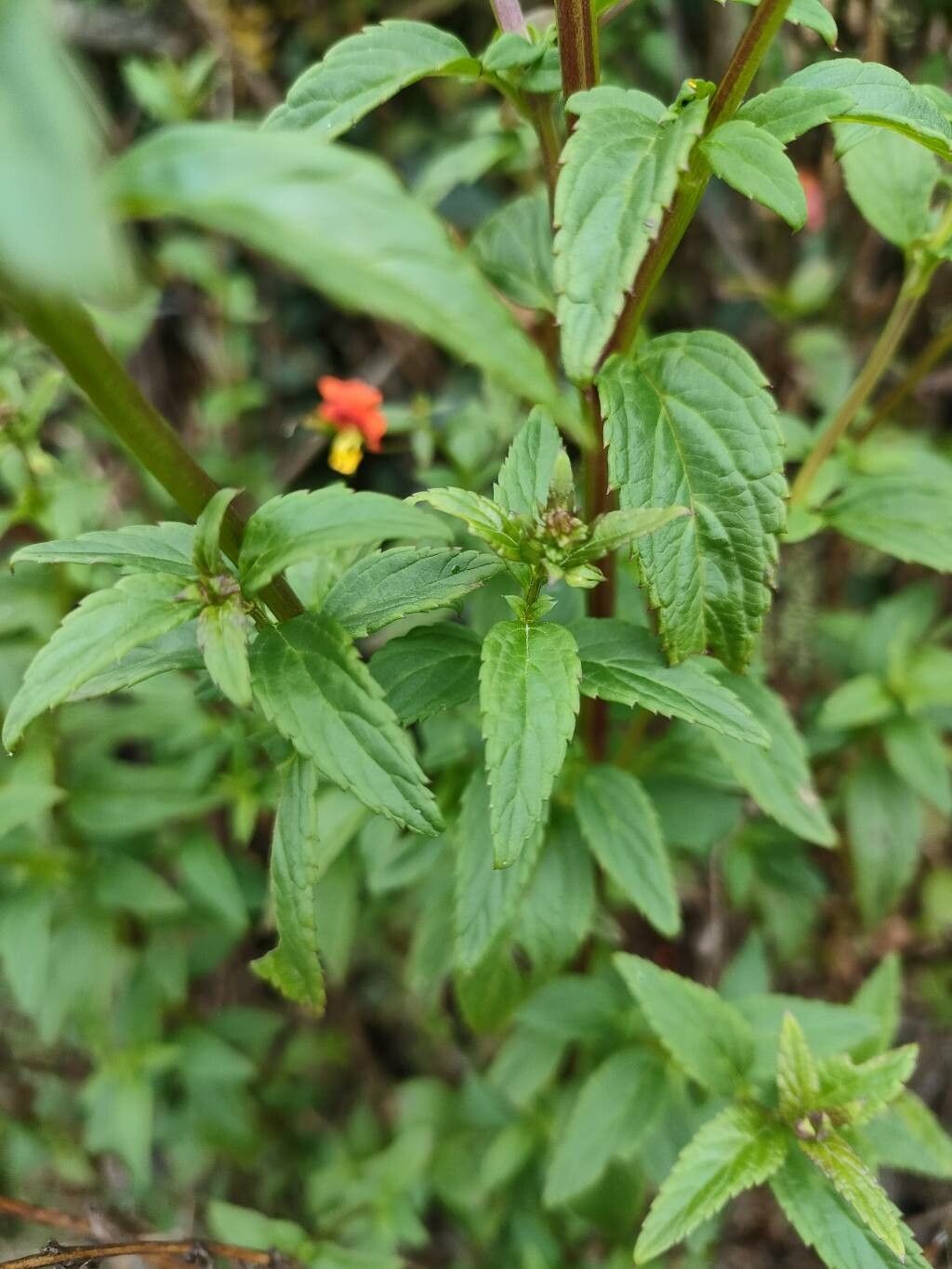 Alonsoa meridionalis leaf