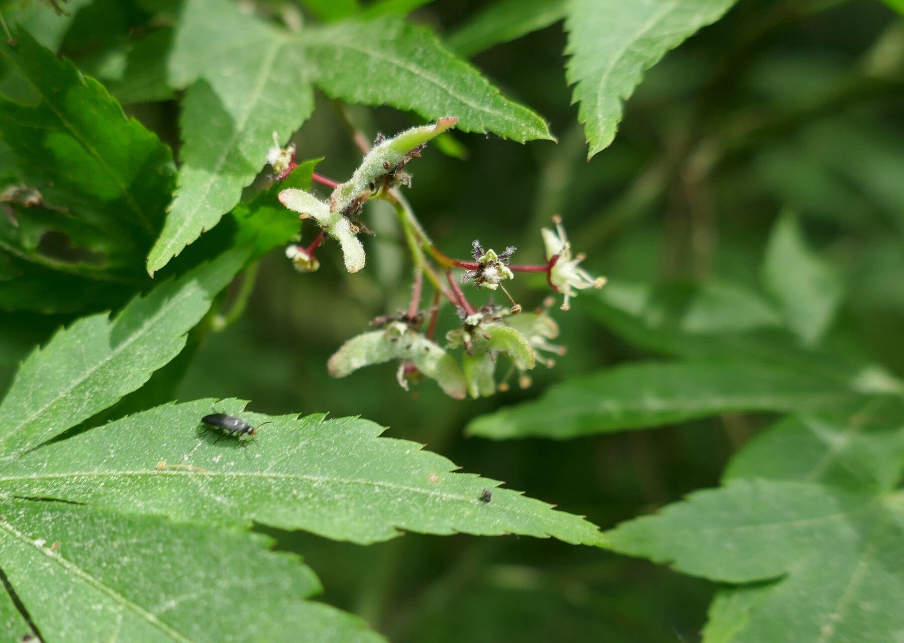 Acer pauciflorum flower