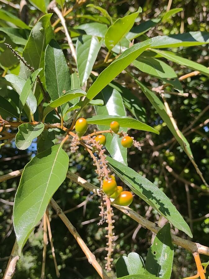 Citharexylum myrianthum fruit