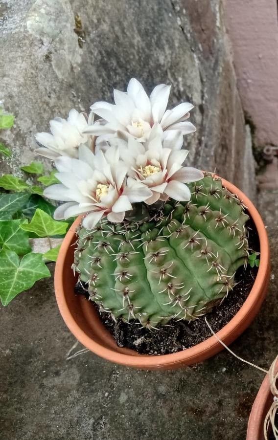 Gymnocalycium quehlianum flower
