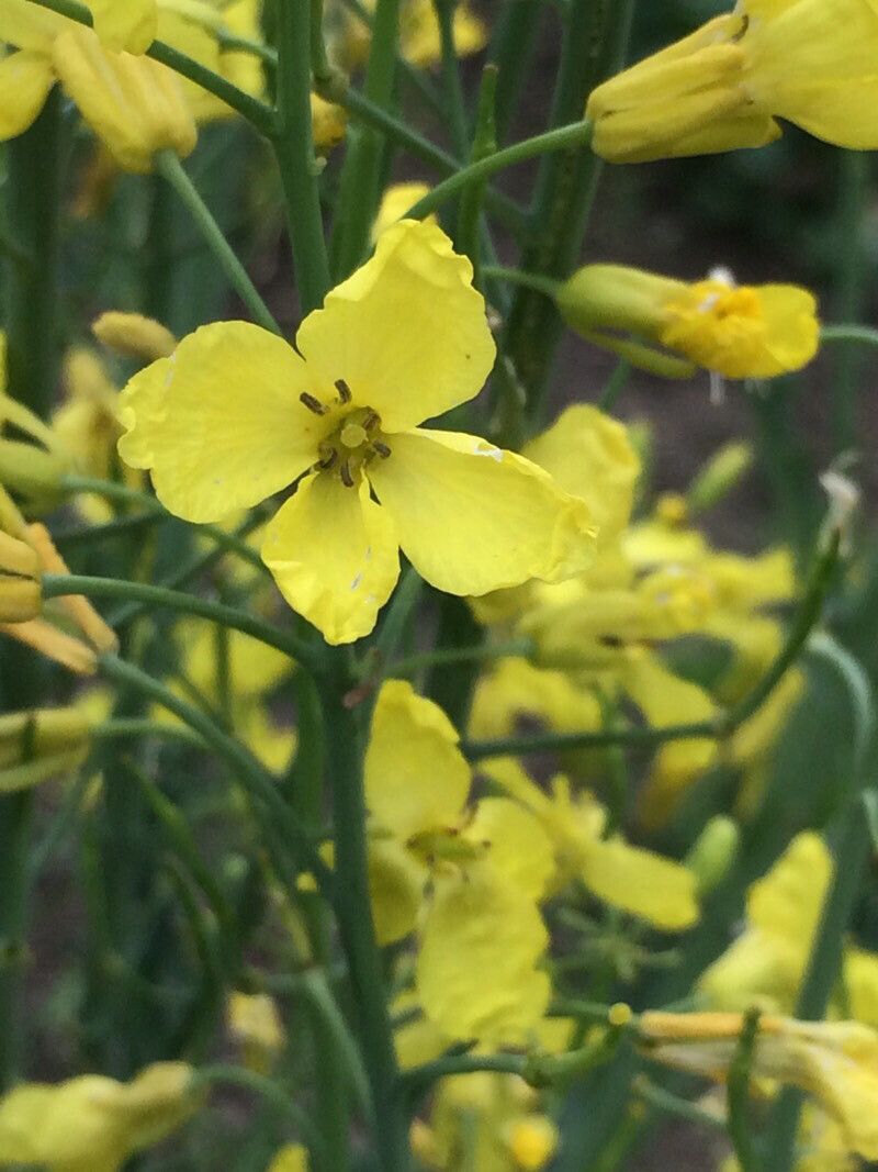 Brassica rupestris flower