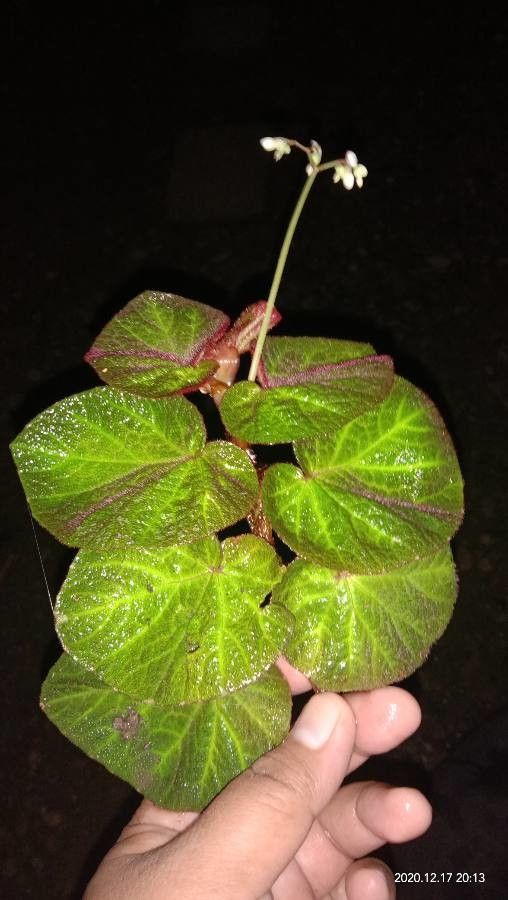 Begonia rajah fruit