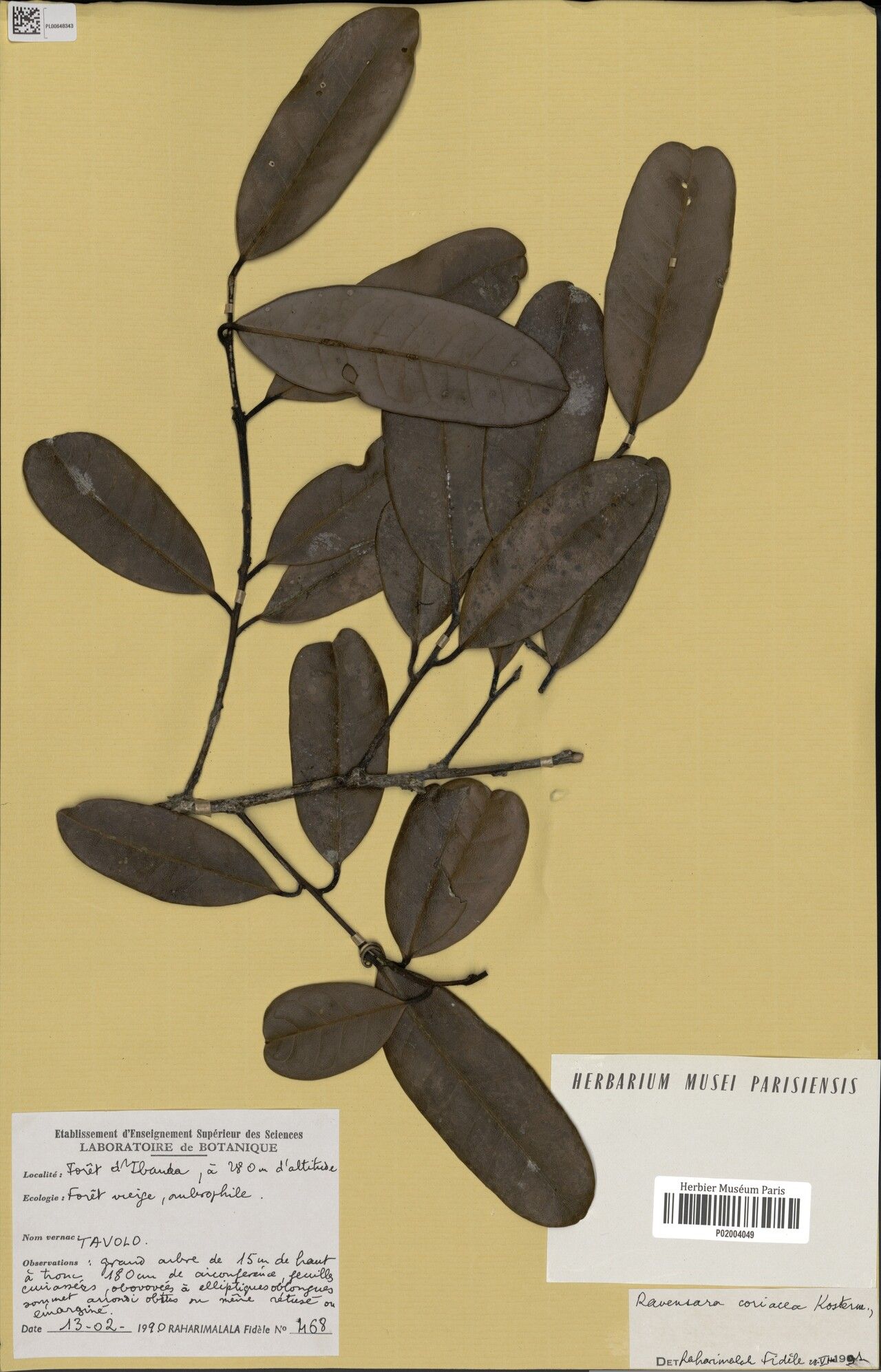 Cryptocarya coriacea — houseplant care guide