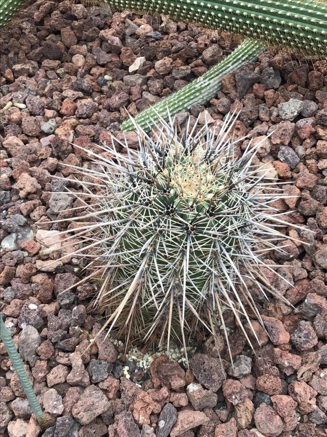 Carnegiea gigantea leaf
