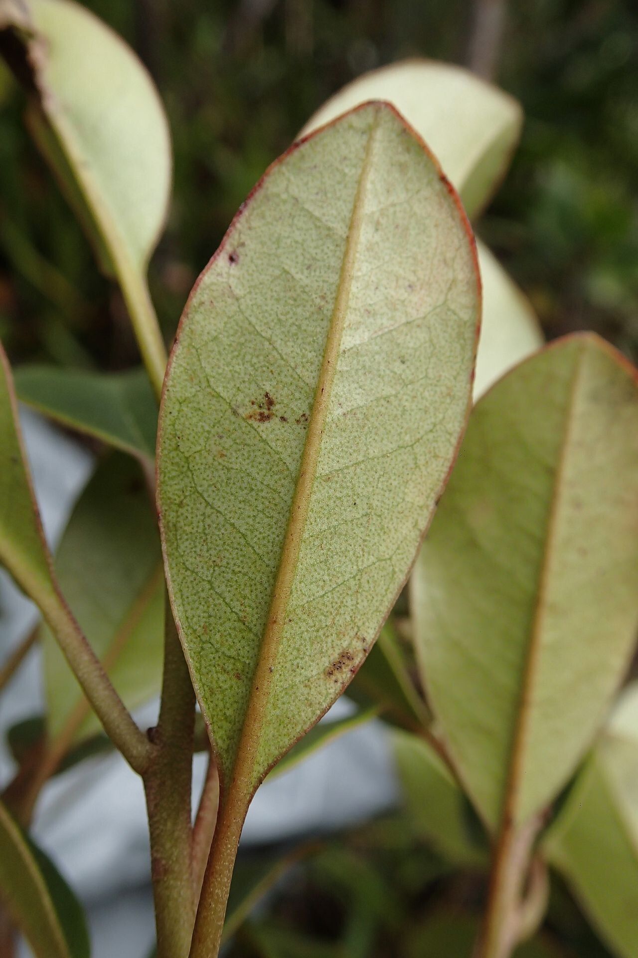 Quintinia sessiliflora leaf