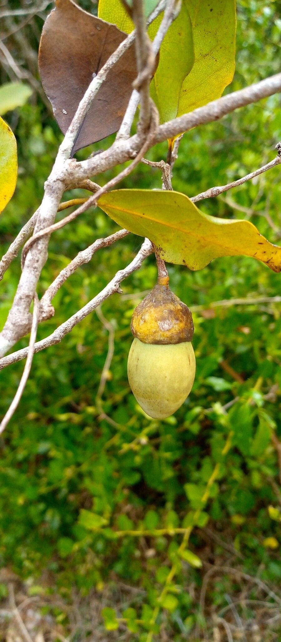 Ocotea brevipes fruit