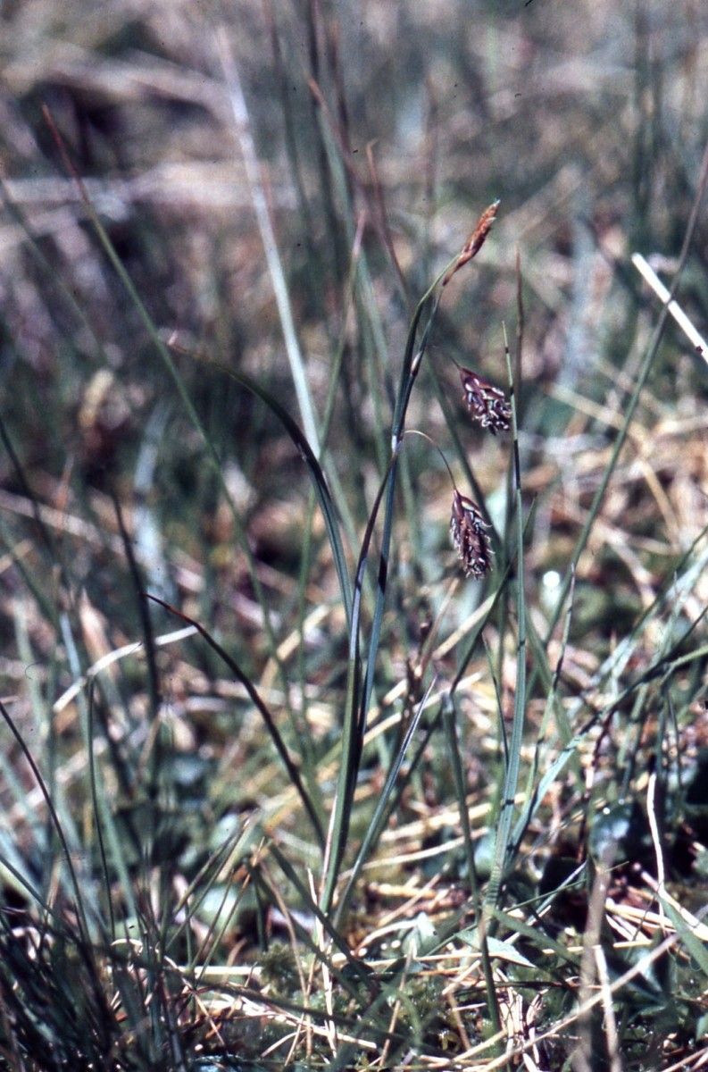 Carex magellanica habit