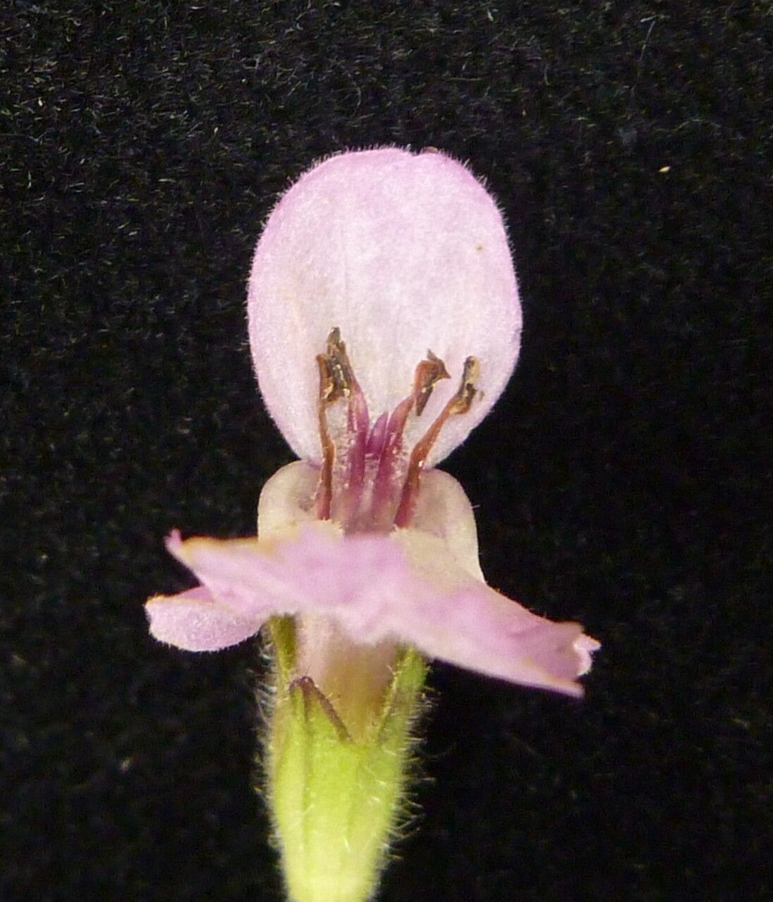Stachys splendens flower