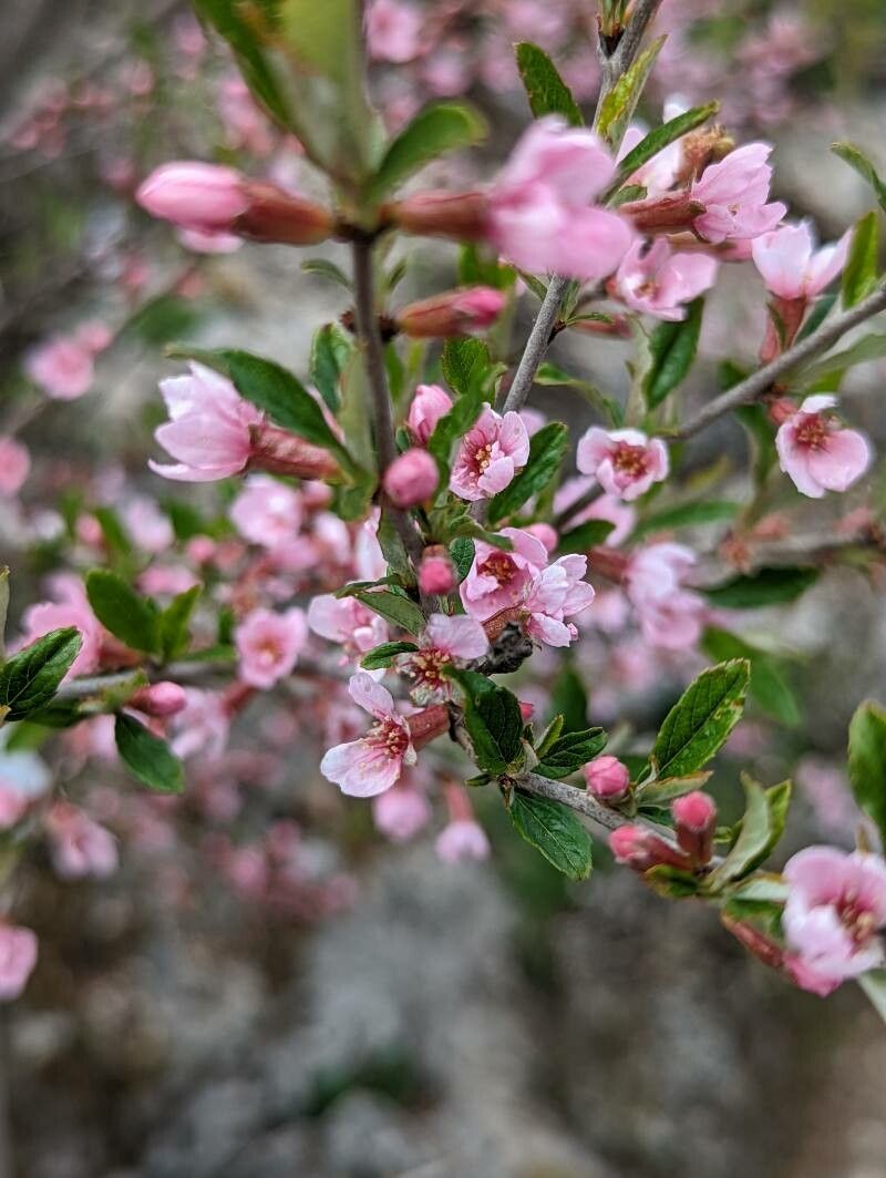 Prunus incana flower