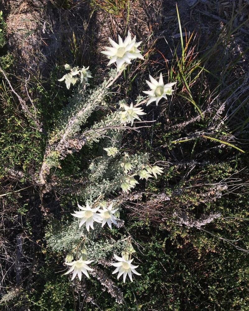 Actinotus helianthi flower