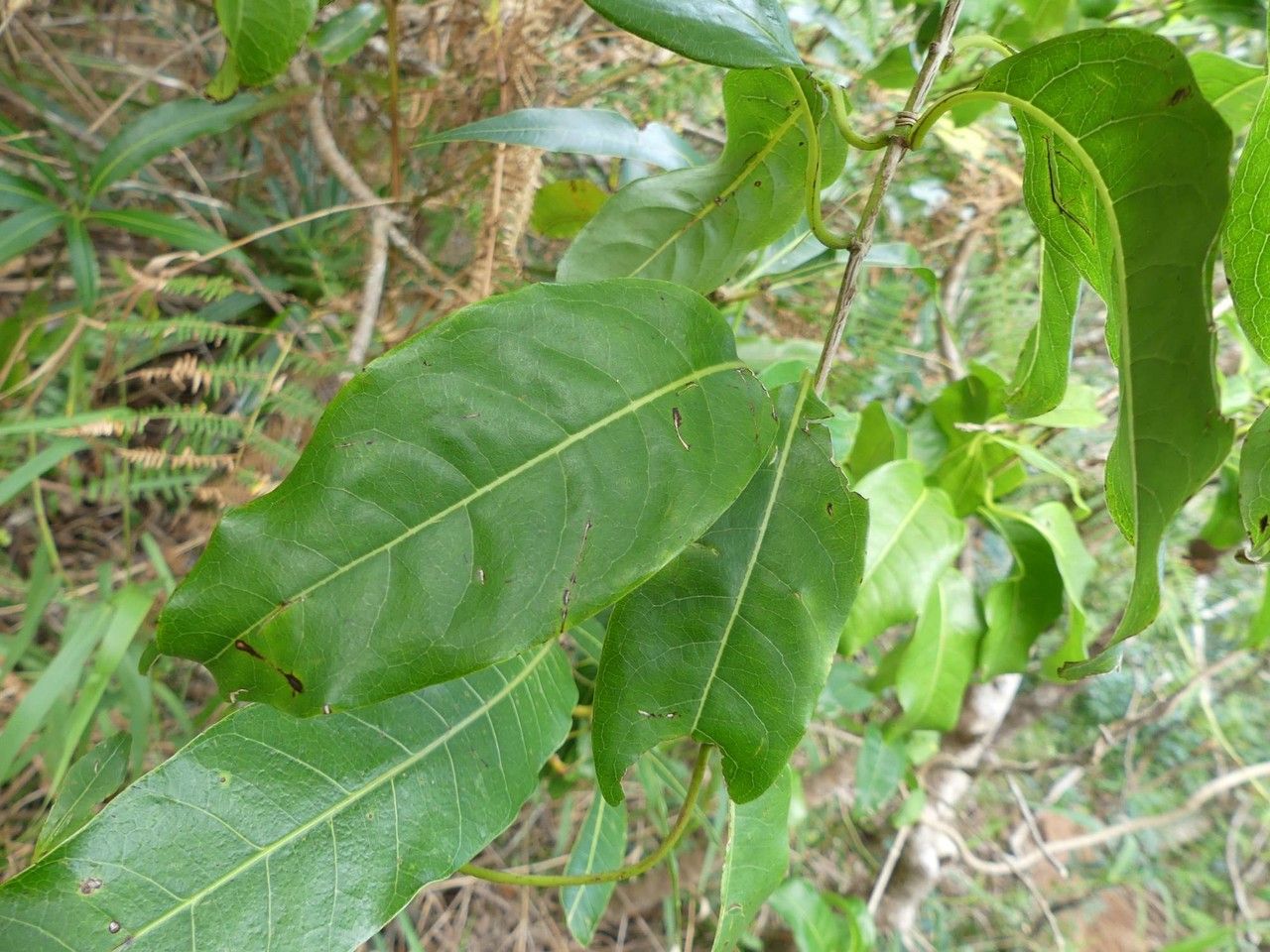 Danais fragrans — houseplant care guide