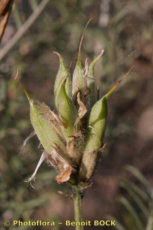 Astragalus hispanicus fruit