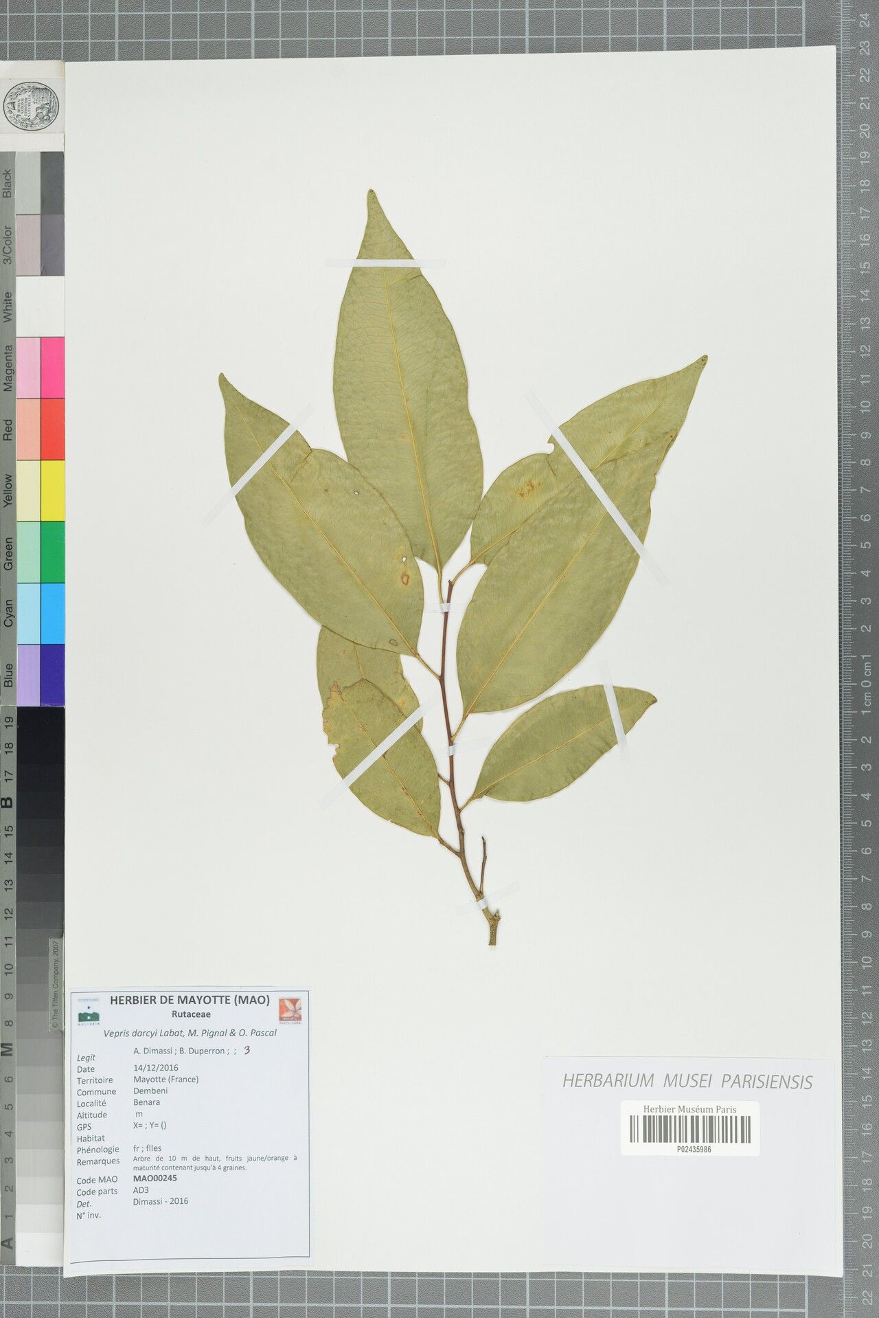 Vepris darcyi — search result for 'Vepris'