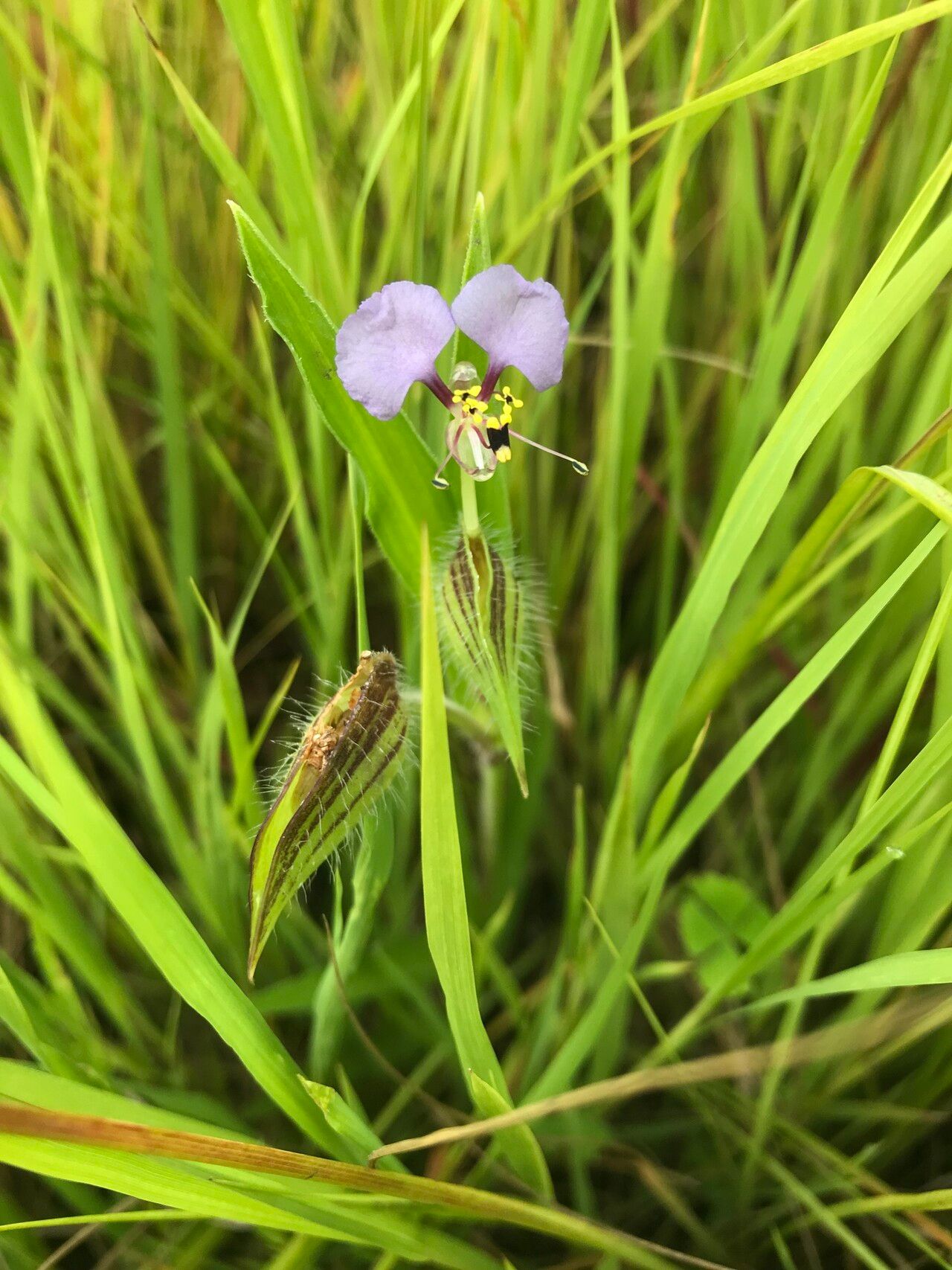 Commelina schweinfurthii — houseplant care guide