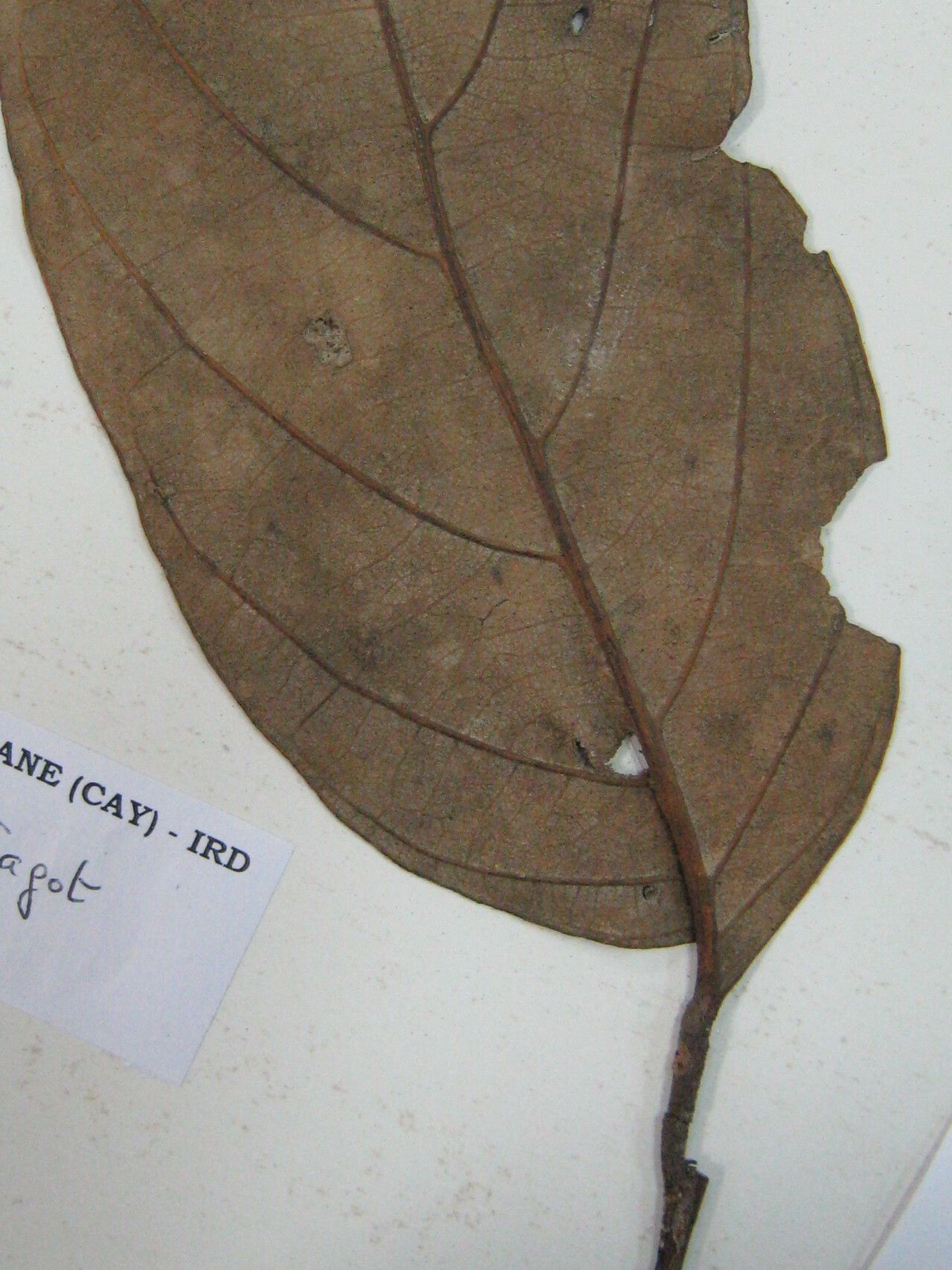 Licania robusta other