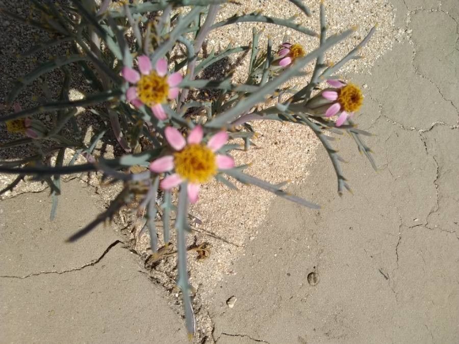 Nicolletia occidentalis — houseplant care guide