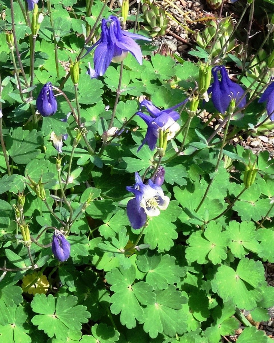 Aquilegia sibirica flower