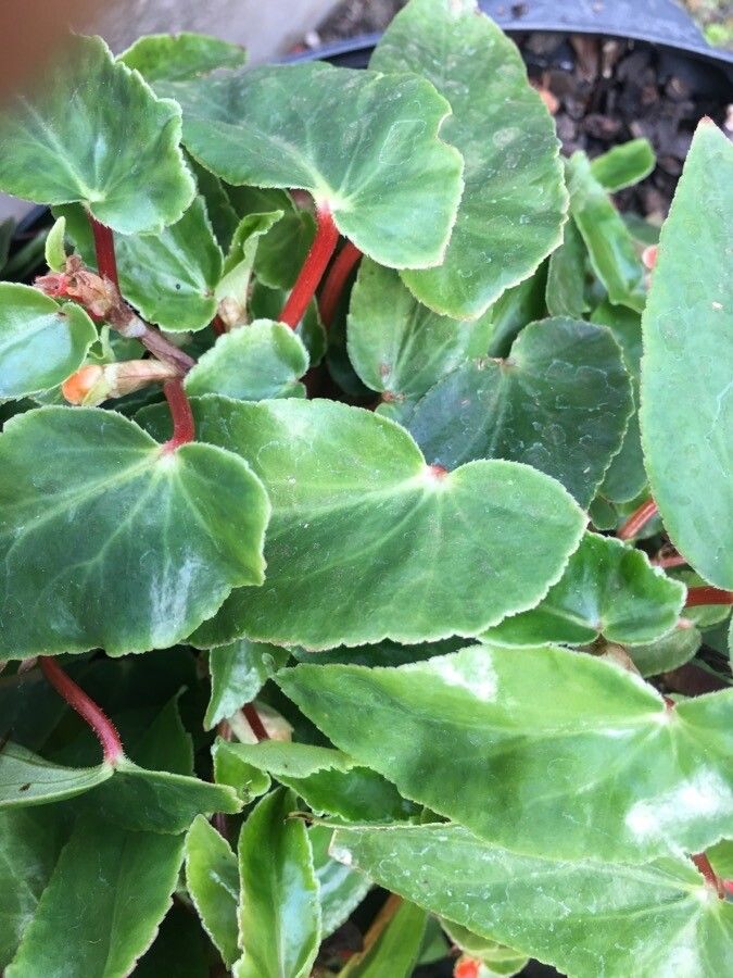 Begonia rubriflora — houseplant care guide