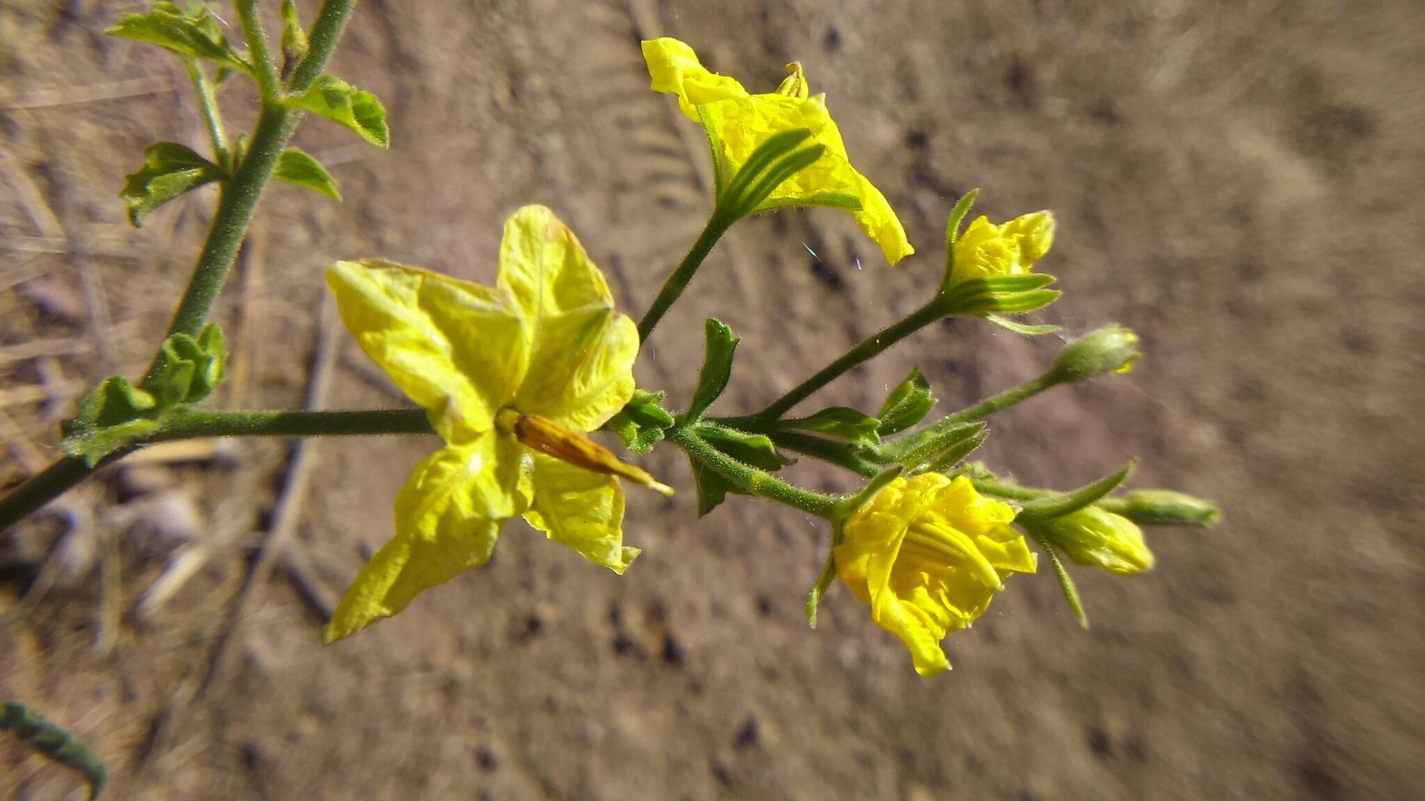 Solanum corneliomulleri — houseplant care guide