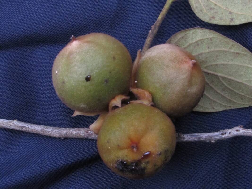 Diospyros lasiocalyx fruit