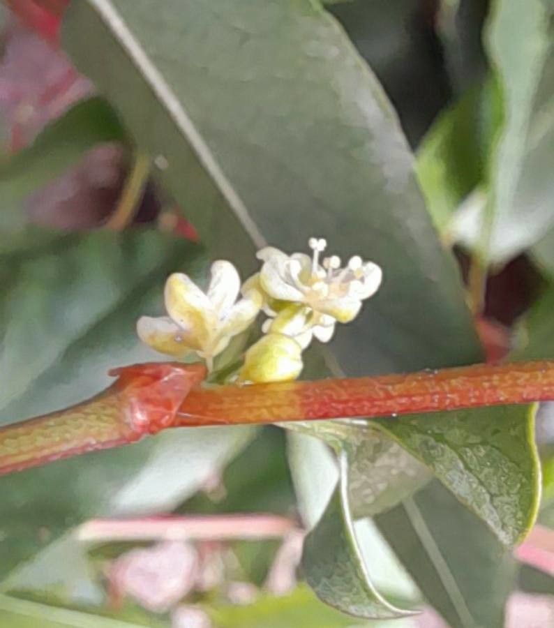 Muehlenbeckia sagittifolia flower