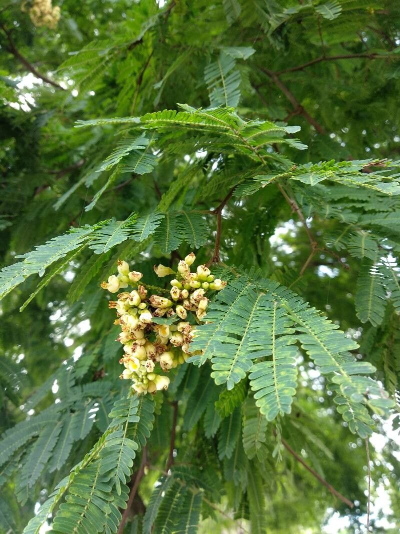 Caesalpinia coriaria flower