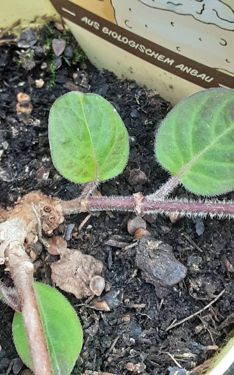 Paederia lanuginosa bark
