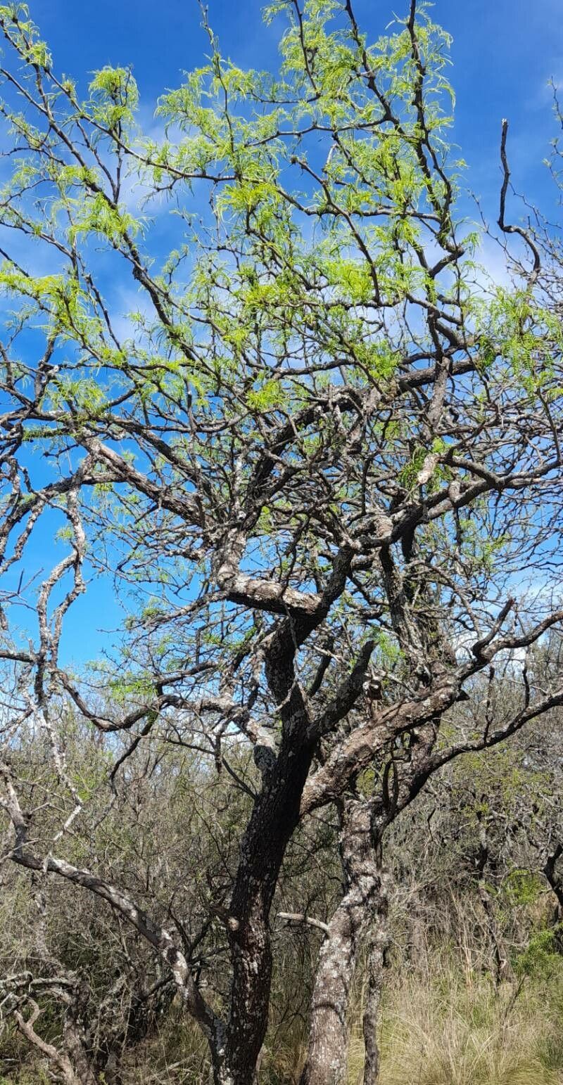 Prosopis caldenia habit