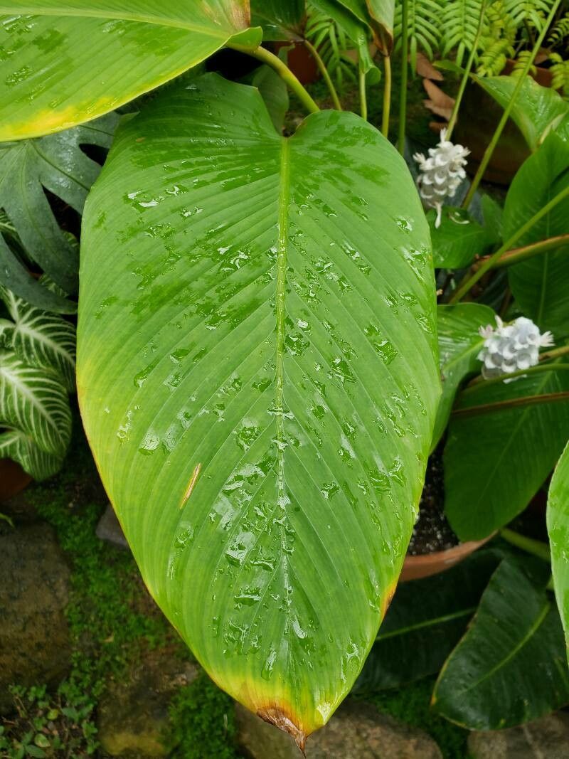 Goeppertia burle-marxii — search result for 'Goeppertia'