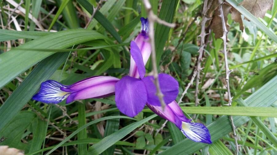 Iris graminea flower