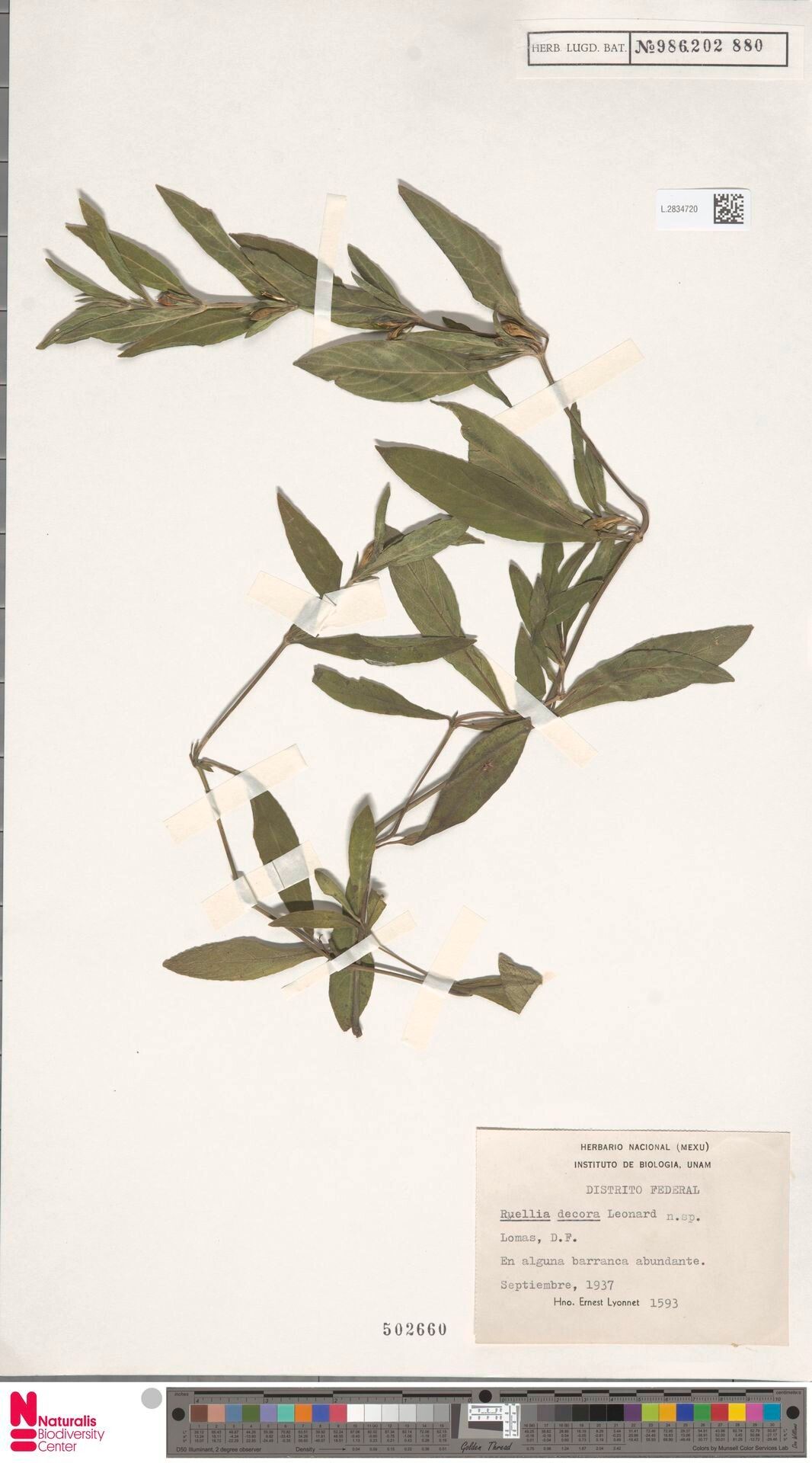 Ruellia decaryi — search result for 'Ruellia'