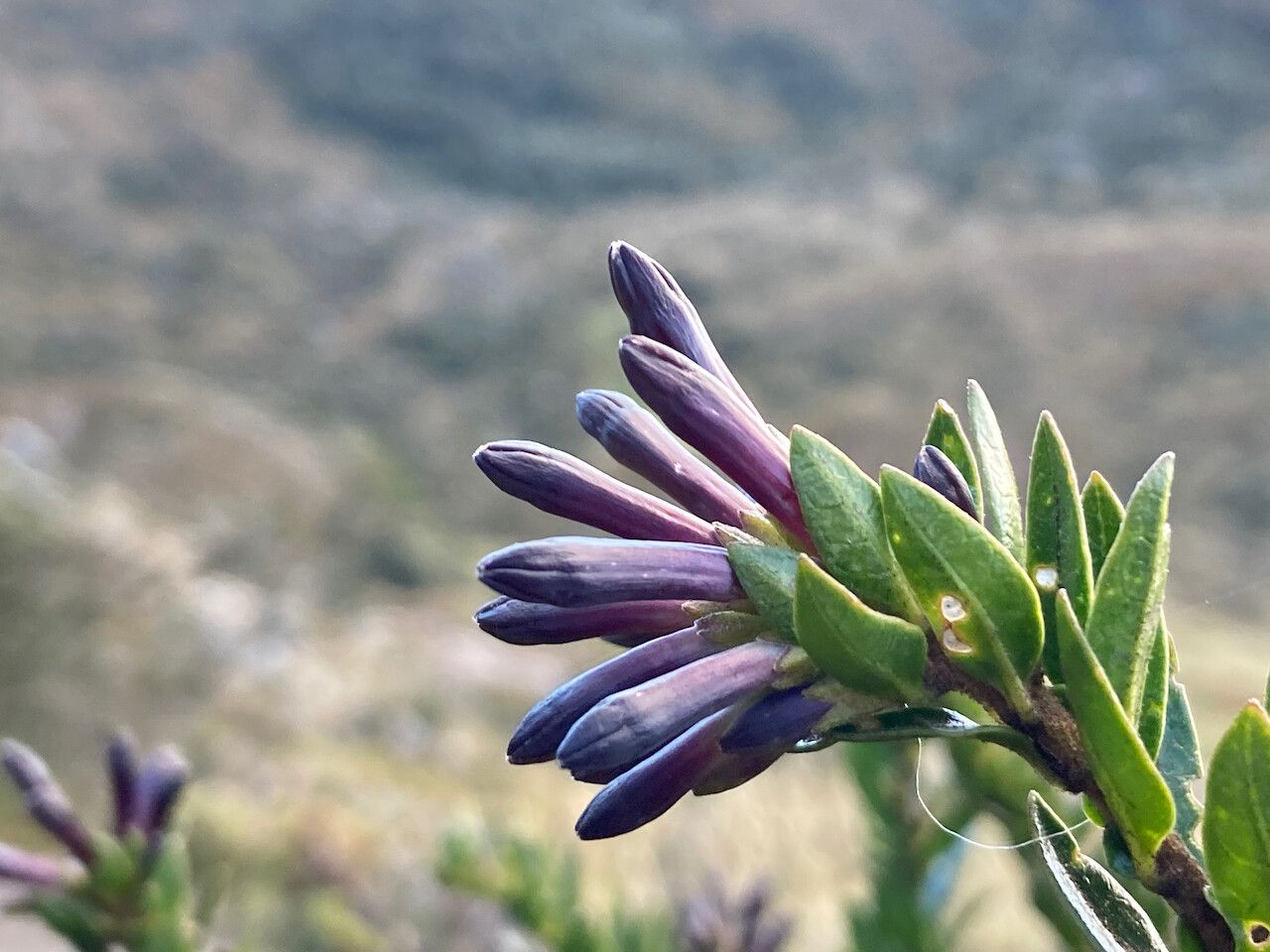 Cestrum buxifolium flower