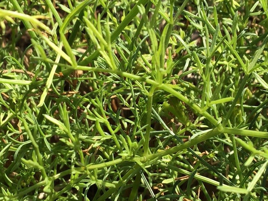 Ferulago ternatifolia — houseplant care guide